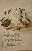 Gänse, 1902