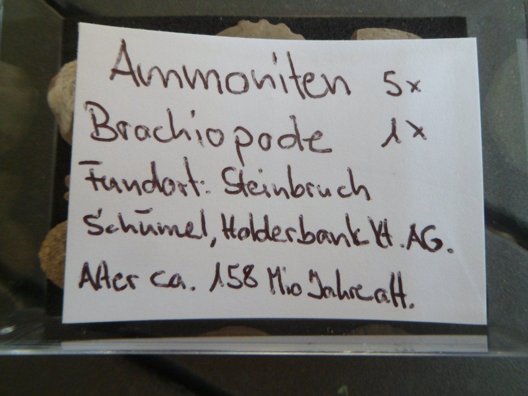 Fossilien: Fossil Schweiz – Gebraucht aus Affoltern am Albis von Fossil60 4