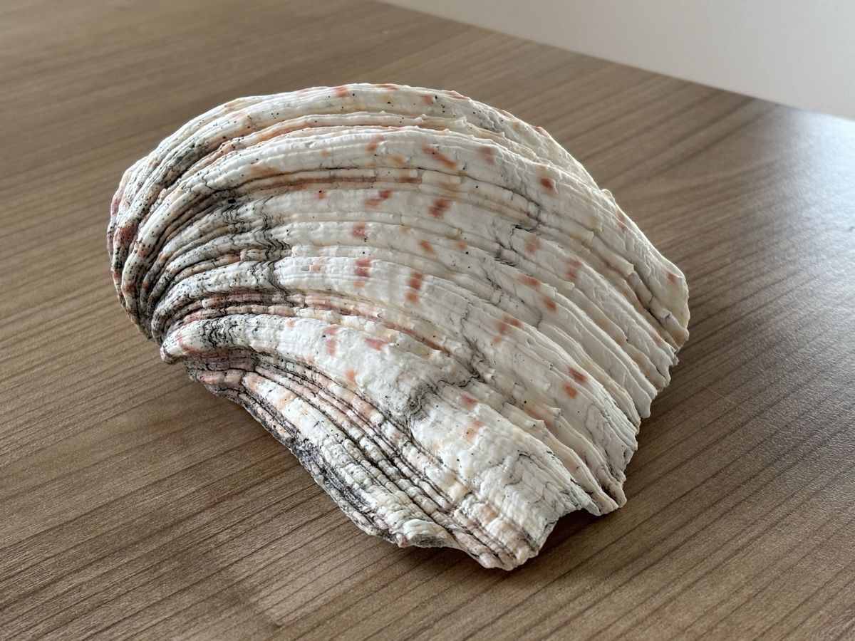 Fossilien: Grosse Muschel - 19,5cm - Windlicht – Gebraucht aus Jona von Sid100 5