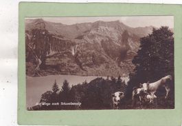 Am Wege nach Schweibenalp Kühe
