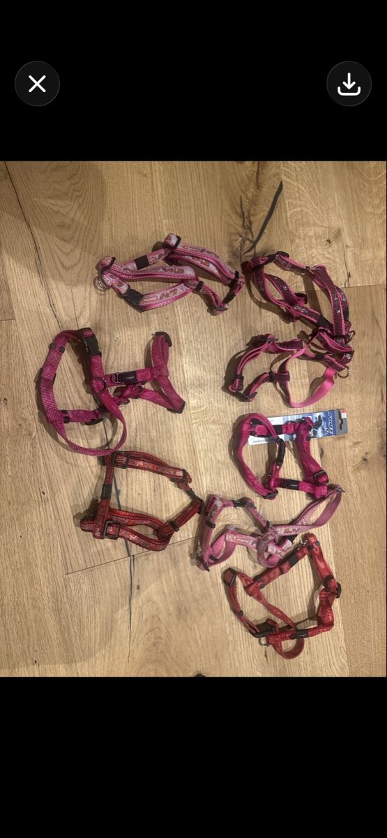 Leine & Halsband: 50 Stück neue Hundegeschierre – Neu (gemäss Beschreibung) aus Trübbach von alder.m 2