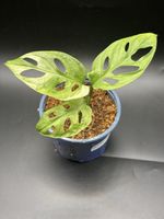 Monstera Adansonii Variegata (4-3)