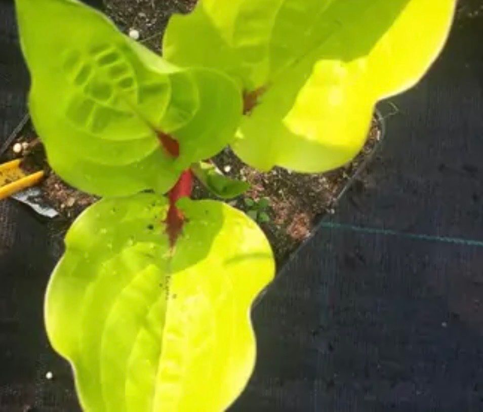 Plantes & graines: Hosta lemon snap – D'occasion à Lajoux JU par Briard0 1