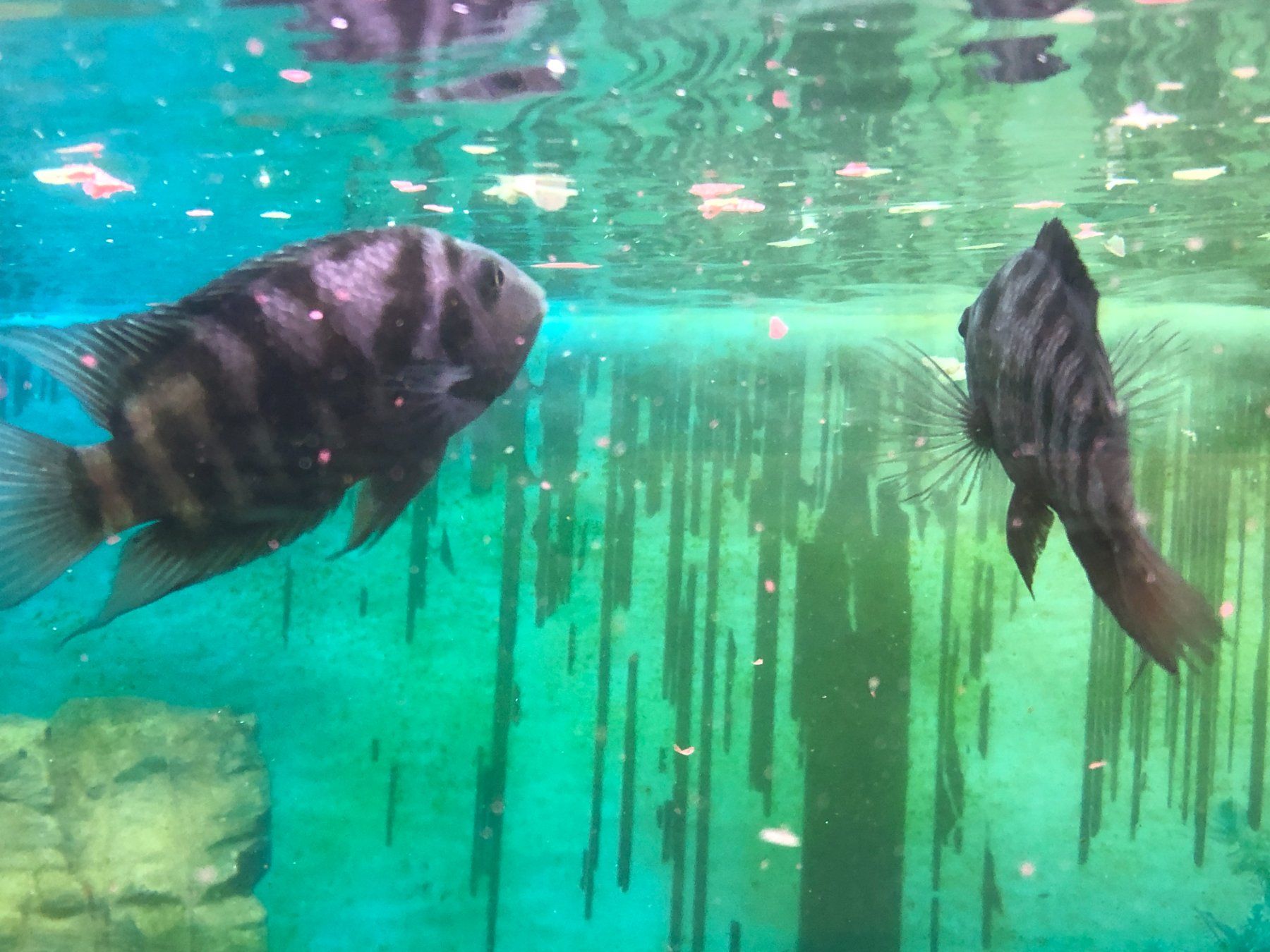 Poissons cichlidé Nigro (Gebraucht) in Yvorne für CHF 20 – nur Abholung ...