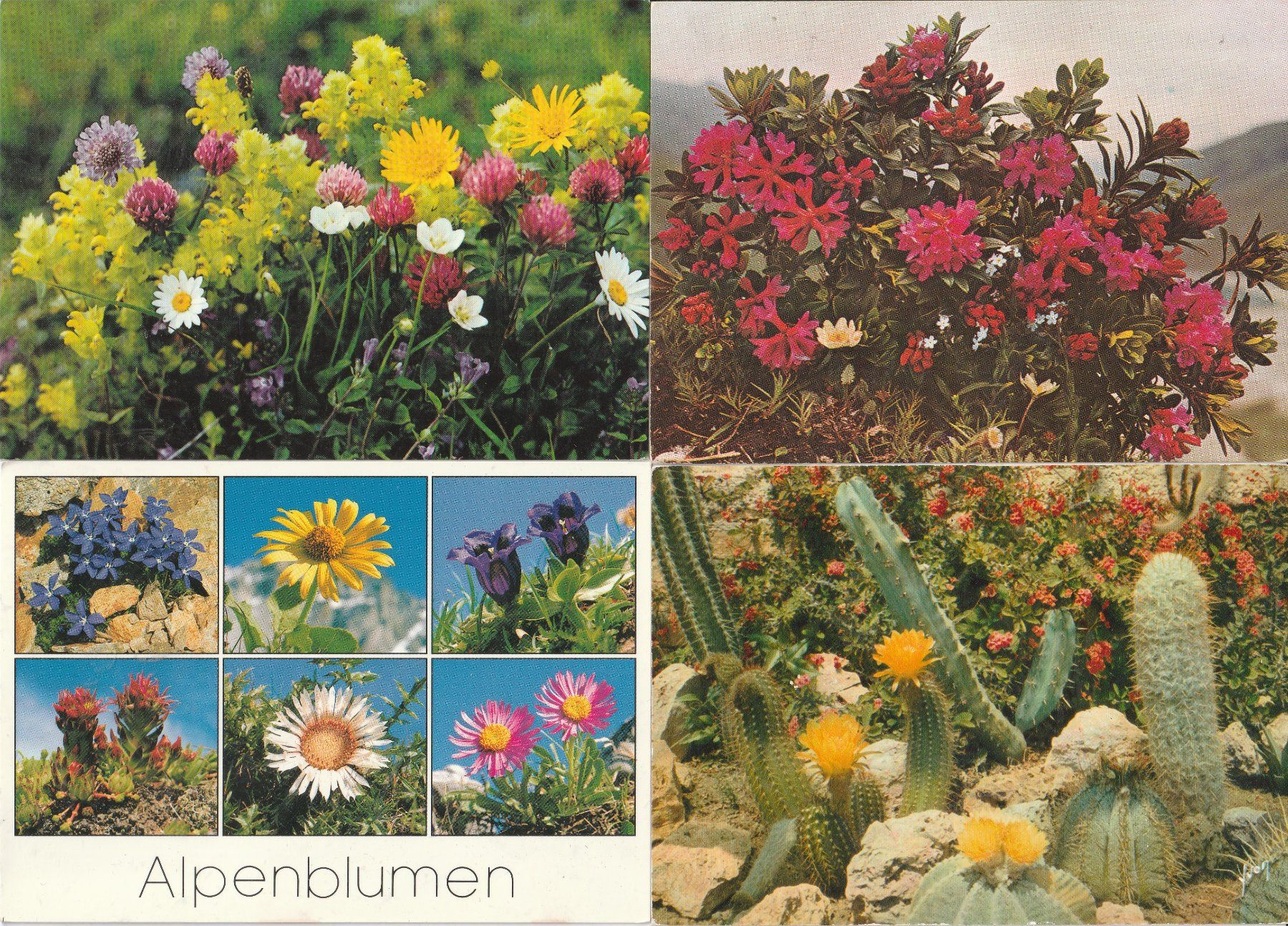 Ansichtskarten: 36 Scöne Blumenkarten – Gebraucht aus Lumbrein von made02 8