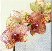 2 Servietten  Tiger Orchideen