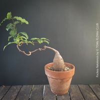 Fockea natalensis – Seltene Caudex-Pflanze