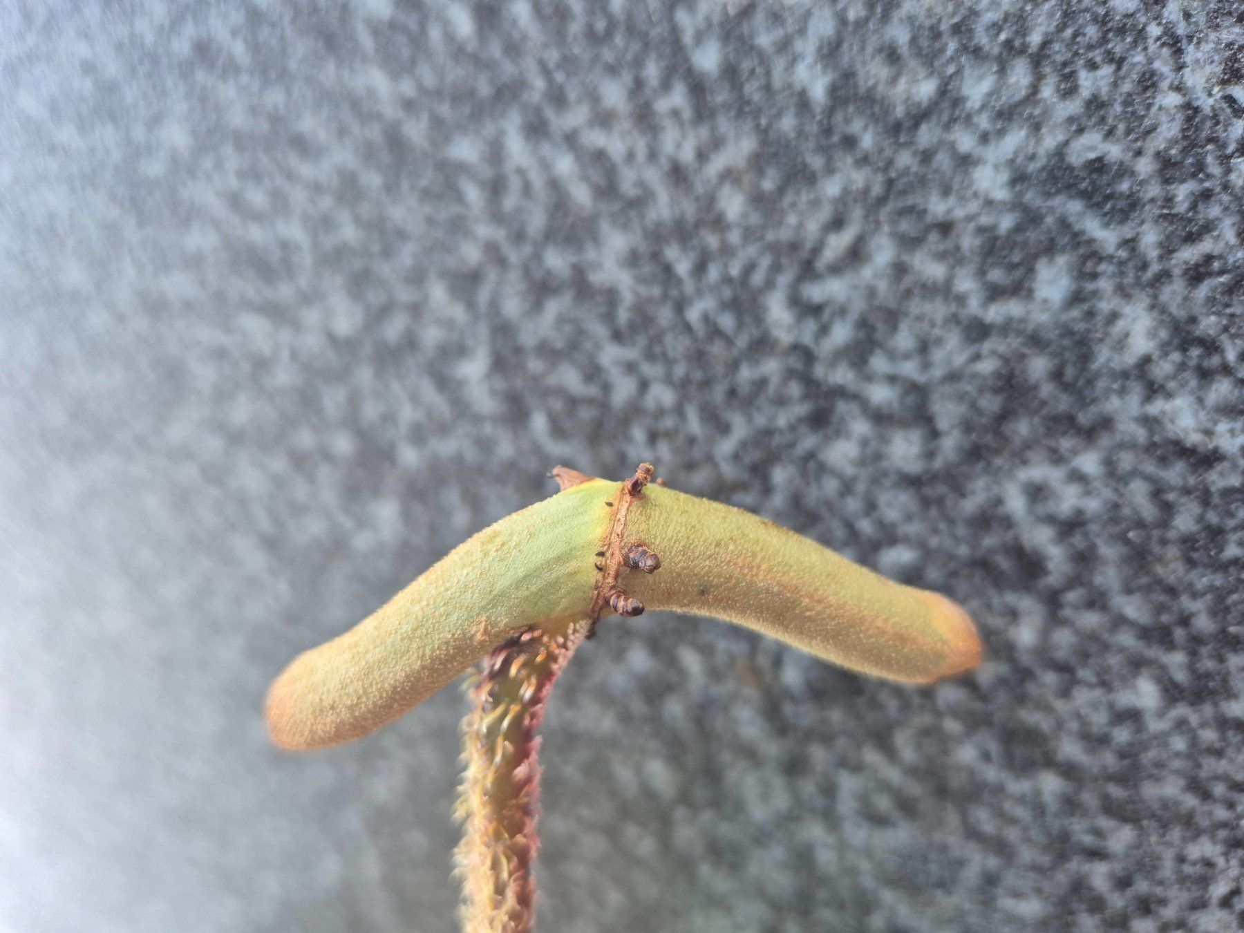 Pflanzen & Samen: Philodendron Squamiferum Steckling – Gebraucht aus Urtenen-Schönbühl von Pflanzenherberge 2