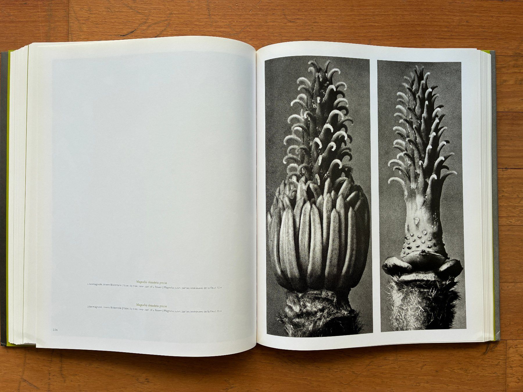 Libri: Photo Buch: KARL BLOSSFELDT – Usato da Lugano venduto da gio.yo 5