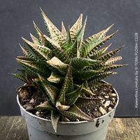 Haworthia Limifolia - voll etablierte Pflanzenfamilie