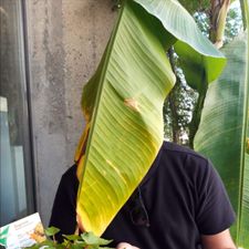 Profile image of Ari_San