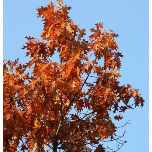 Piante & sementi: Chêne rouge  Quercus rubra  30cm – Nuovo (secondo la descrizione) da Bremblens venduto da FIBONACCI369 2