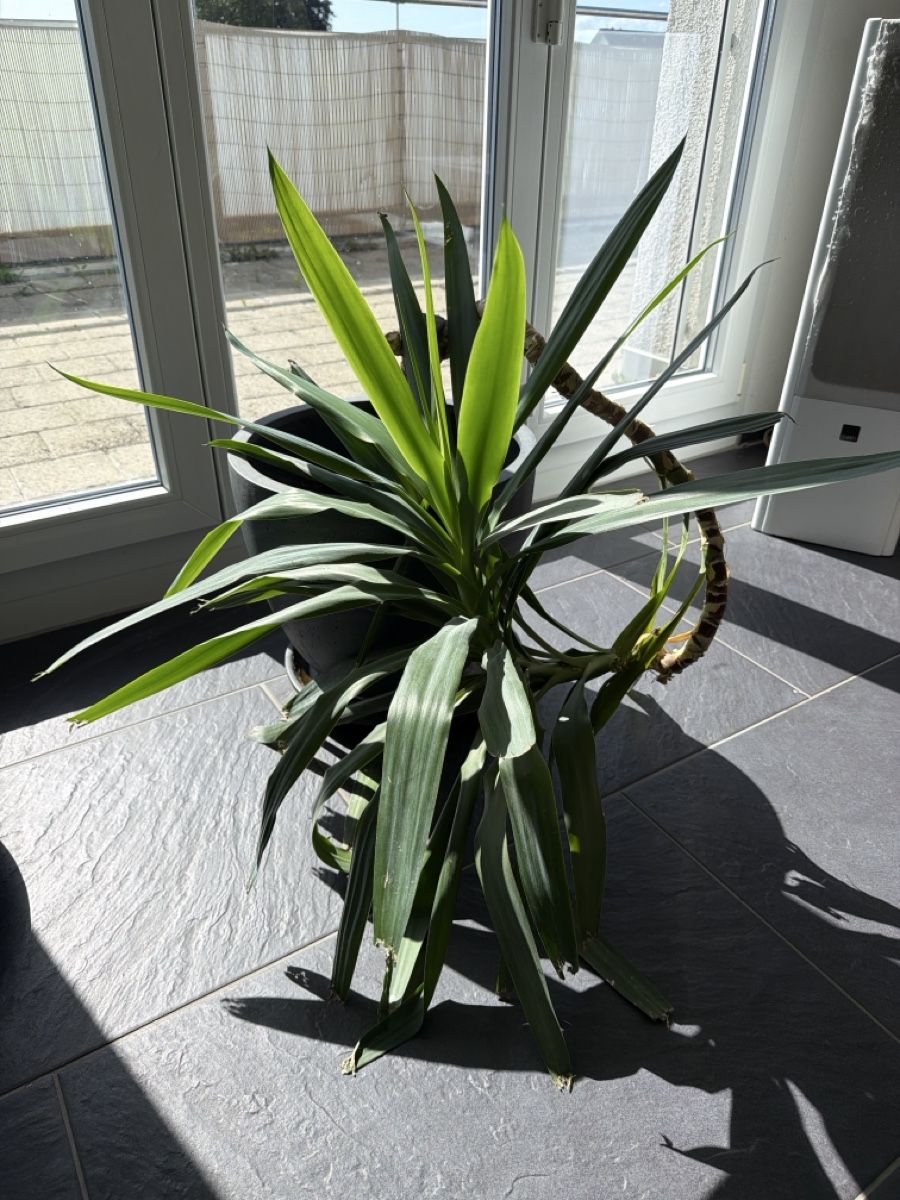Piante & sementi:   2   RIESENPALMILIEN    INKL  .    2    TÖPFEN    – Usato da Wetzikon ZH venduto da philippe_22 2