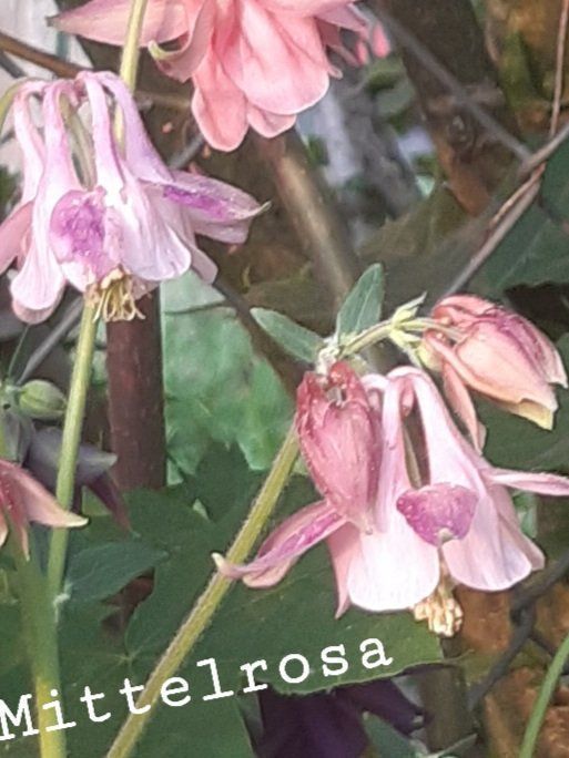 Piante & sementi: 50 Akaleie samen violett – Nuovo e nell'imballaggio originale da Ibach venduto da rom_v8h9 2