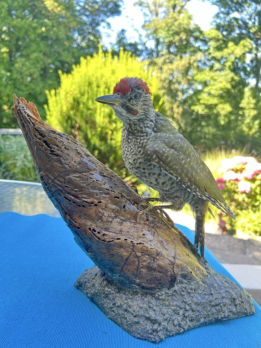 Il mondo degli animali: Grünspecht Präparat – Usato da Langnau am Albis venduto da Nechi 4