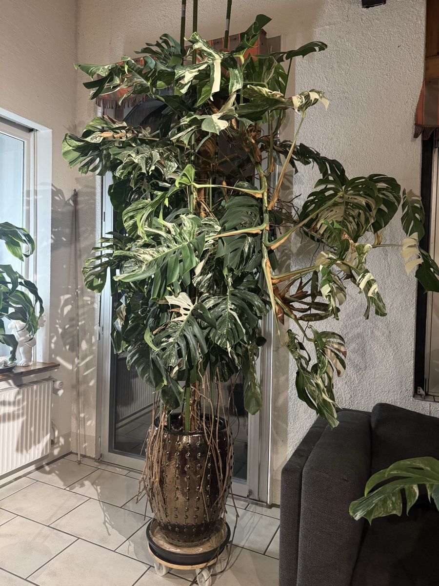 Riesige Monstera Variegata (Gebraucht) in Spiegel b. Bern fr CHF 2050   nur Abholung auf Ricardo kaufen