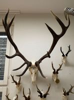 Geweih-Trophäe vom Rothirsch, schön zum hängen! Kronenhirsch