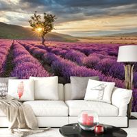 Fototapete Lavendelblüte 192x300cm (neu, UVP 94.90 Fr.)