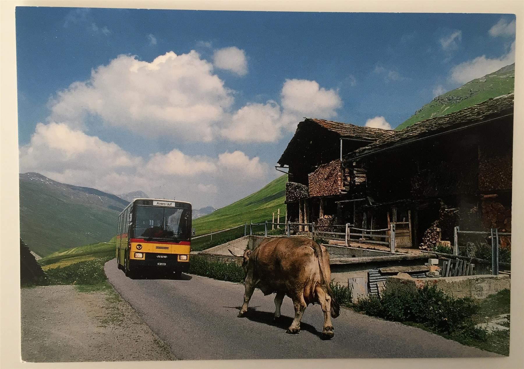 Cartoline postali: AVERS-JUF GR Postauto, Kuh – Nuovo (secondo la descrizione) da Jona venduto da philajona