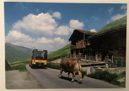 AVERS-JUF GR Postauto, Kuh