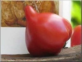 Tomate téton de venus ! RARE TOMATE