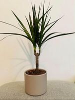 Dracaena Marginata Pflanze mit Topf 
