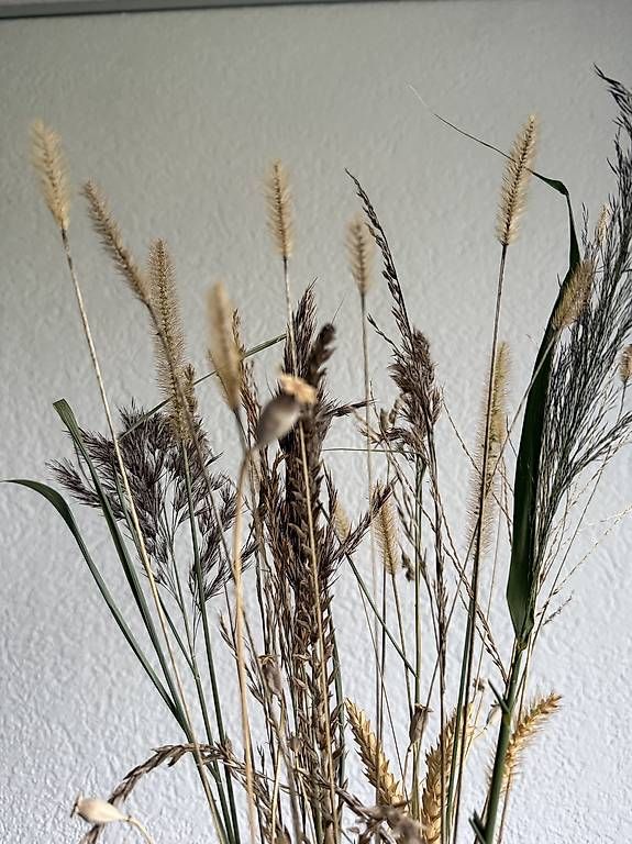 Tutte le decorazioni: Dekorative Gräser  – Usato da Münsingen venduto da monic51 2