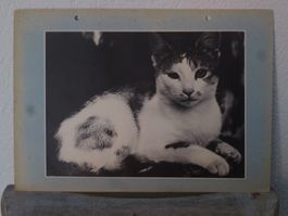 Vintage Katze Fotografie / Kater Schnurri