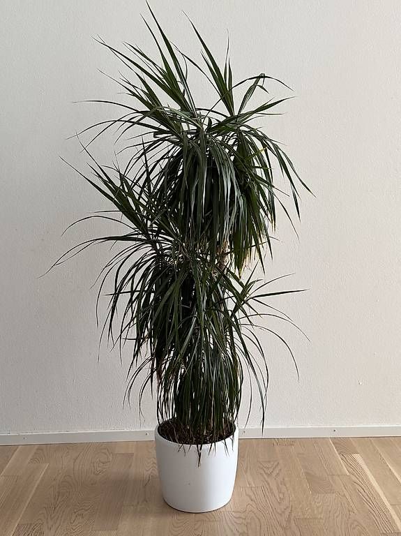 Piante & sementi: Zimmerpalme Dracaena  – Usato da Basel venduto da DanWa