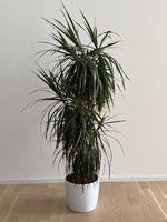 Zimmerpalme Dracaena 