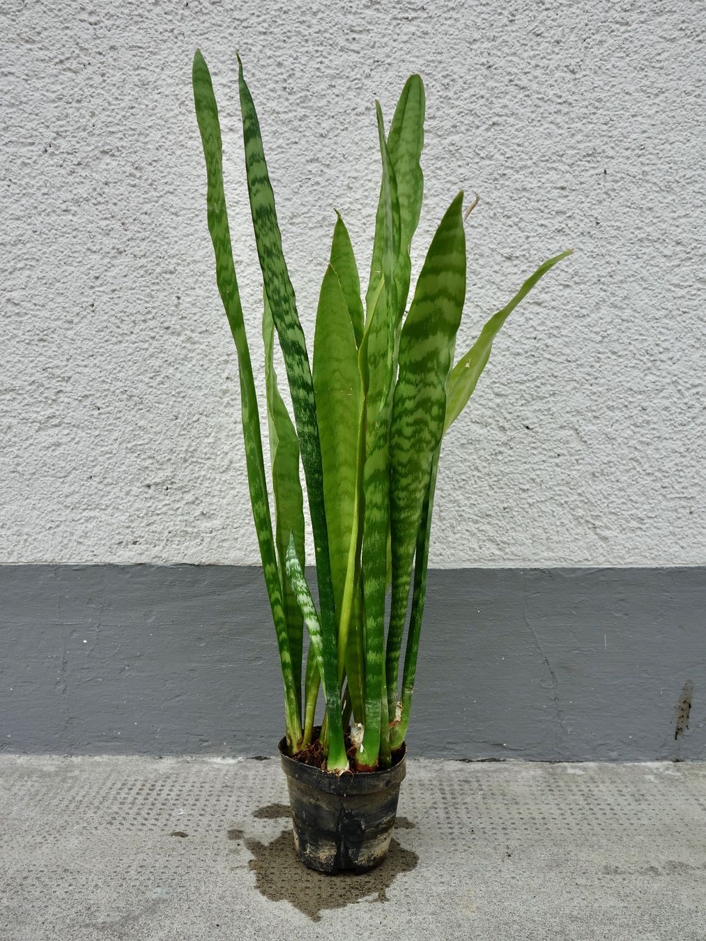 Piante & sementi: Bogenhanf Sansevieria Trifasciata – Nuovo (secondo la descrizione) da Kerzers venduto da zimmergruener 3