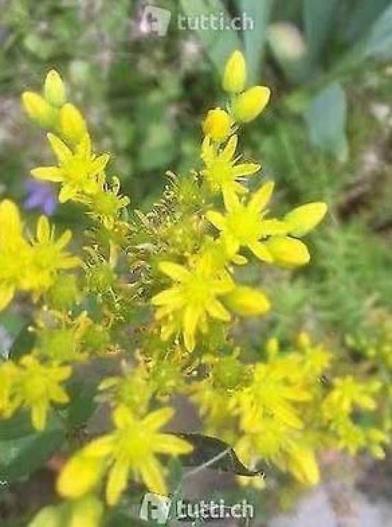 Piante & sementi: Lianentüte – Usato da Frauenfeld venduto da Irene.Schuppli 4