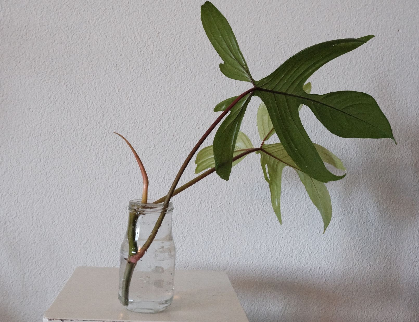 Pflanzen & Samen: Philodendron Florida Ghost Kopfsteckling – Neu (gemäss Beschreibung) aus Ballwil von Mirjam789 2
