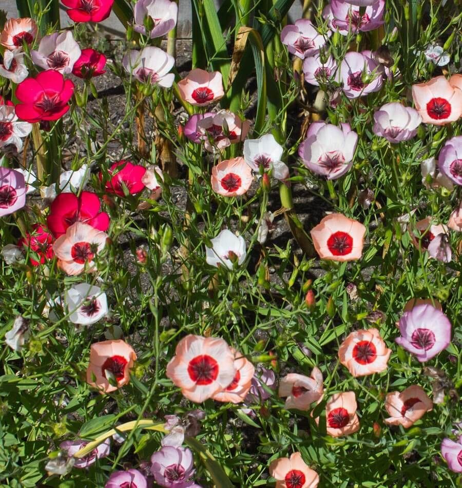 Piante & sementi: 200 Lein Samen LINUM TRICOLORE – Nuovo (secondo la descrizione) da Ehrendingen venduto da VerveinaSamen 4