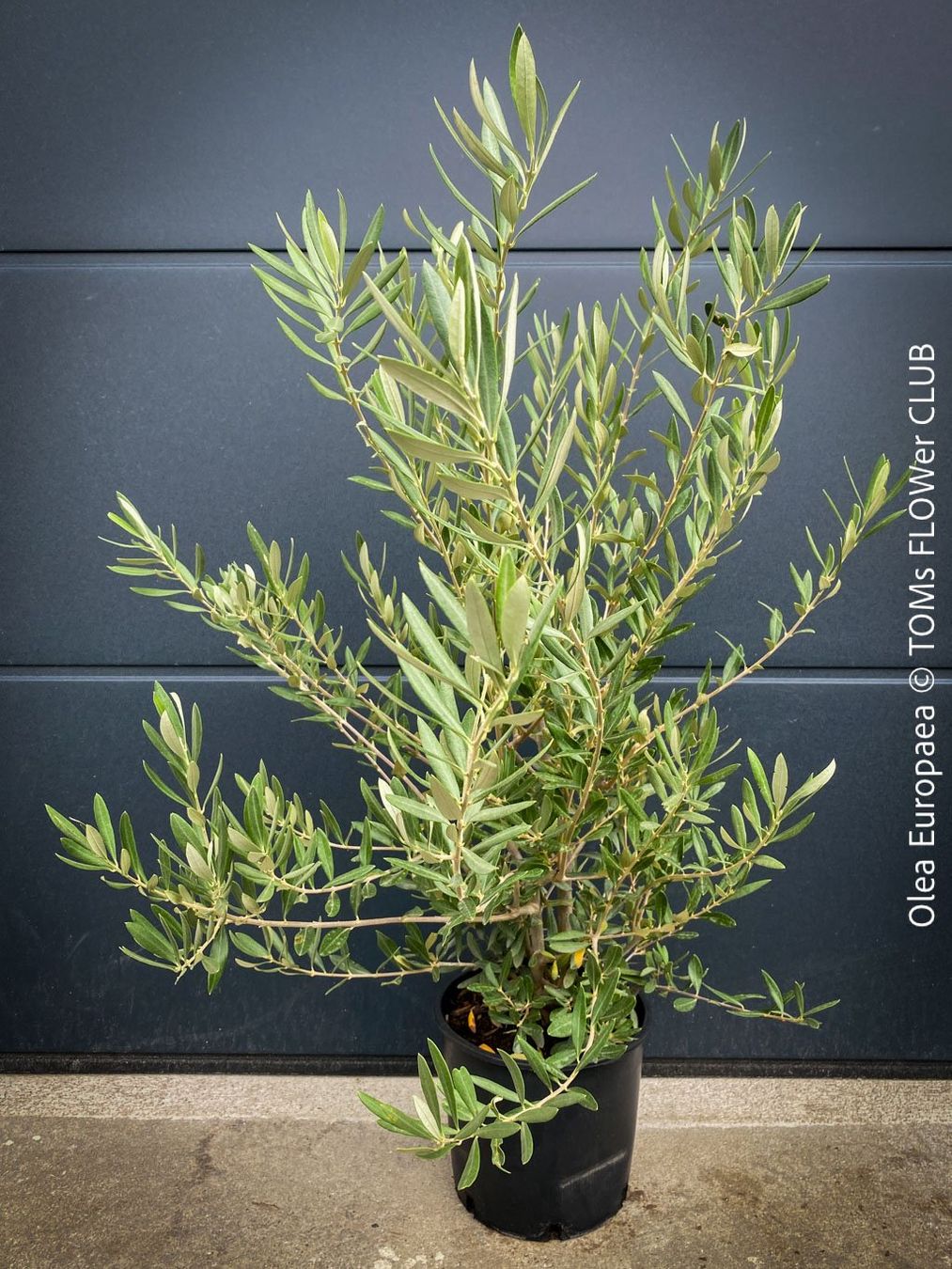 Piante & sementi: Olivenbaum - OLEA EUROPAEA - schönes Bäumchen – Nuovo e nell'imballaggio originale da Adliswil venduto da MarkyForest 5