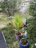 Palme