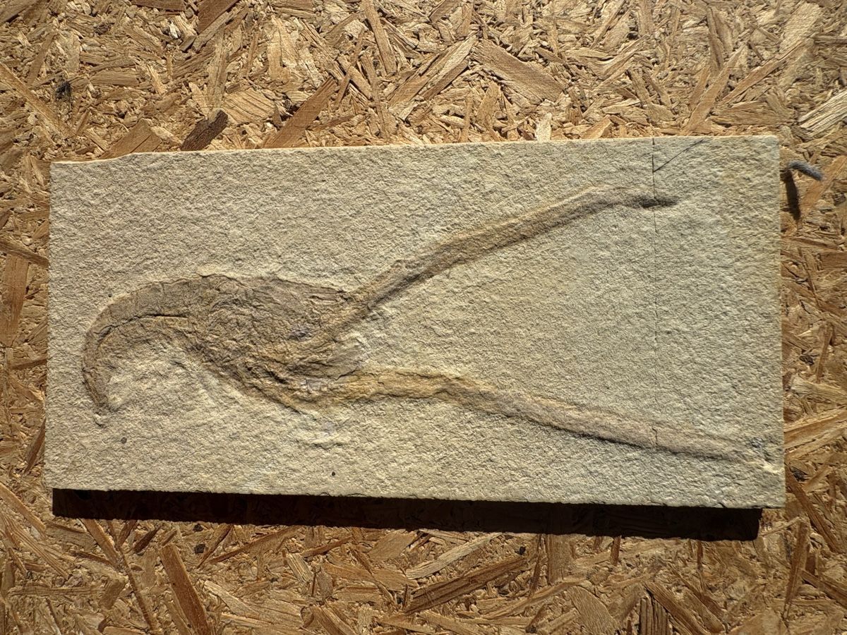 Fossili: Diverse fossile Krebse – Usato da Biel/Bienne venduto da nimmes 1