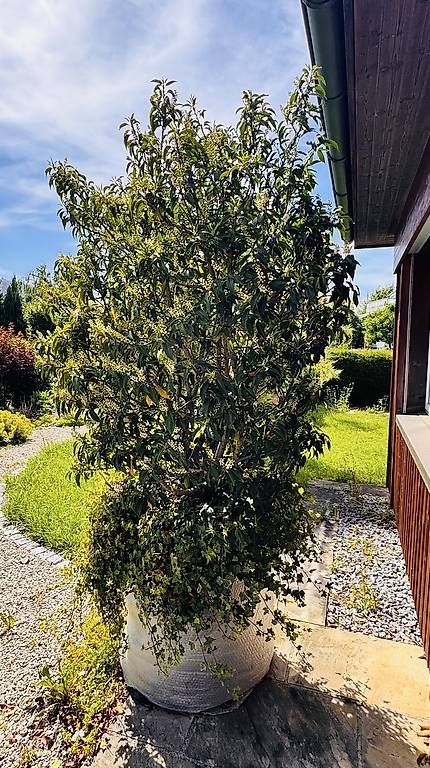 Plantes & graines: Portugiesischer Lorbeerbaum – D'occasion à Lachen SZ par honeybee67 1