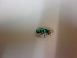 (COPIE) (COPIE) Mouche verte   Grüne Fliege