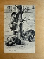 Antike Postkarte, Bärenkarte, Bern Bärengraben, ungelaufen