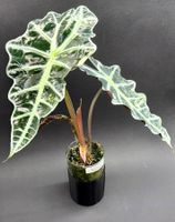 🌿 Alocasia ‘Polly’ Variegata im Glass