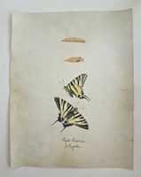 Schmetterling Buch lose Orig. Aquarell/Gouache 19.h  32x24cm