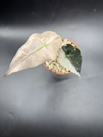 Alocasia Polly Pink Variegata (1-14)
