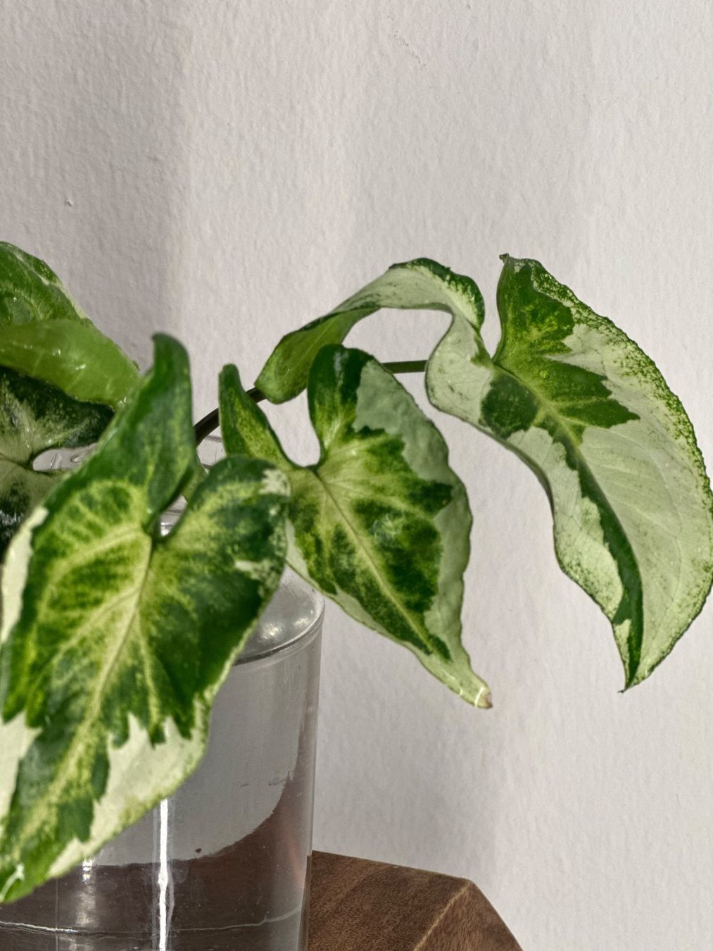 Piante & sementi: Syngonium Three Kings - Kopfstecklig #2 – Usato da Zürich venduto da ong8 1