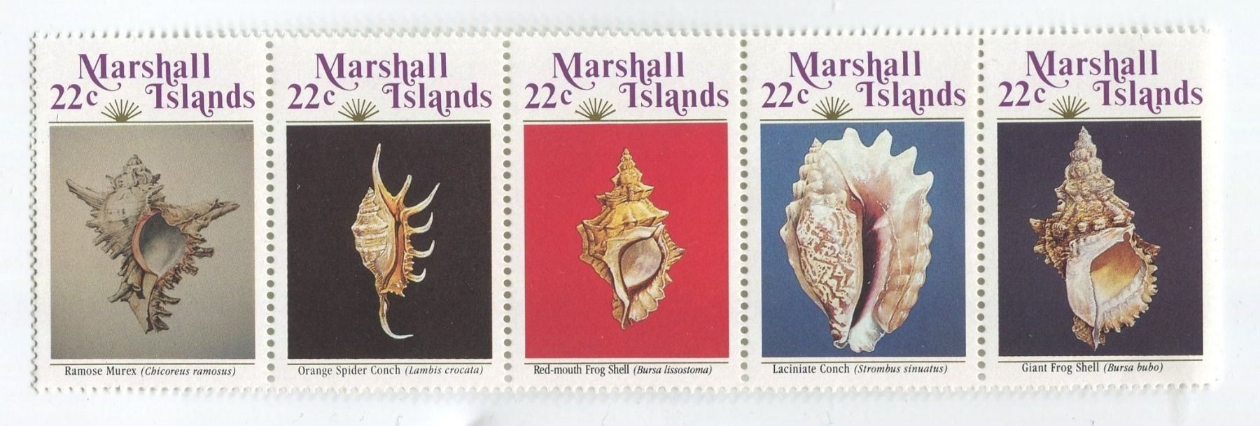 Tutti i francobolli: Briefmarken "Muscheln". Marshallinseln. – Nuovo e nell'imballaggio originale da Basel venduto da Butsch5