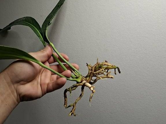 Piante & sementi: Anthurium Big Bill – Usato da Fahrweid venduto da Zingwei88 3