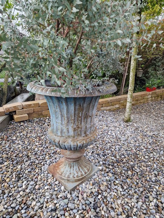 Shabby riesen Amphore antik Pflanzkübel vintage Pflanzgefäss Kaufen