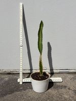 Drachenfrucht-Pflanzen, (rotfleischige Drachenfrucht)