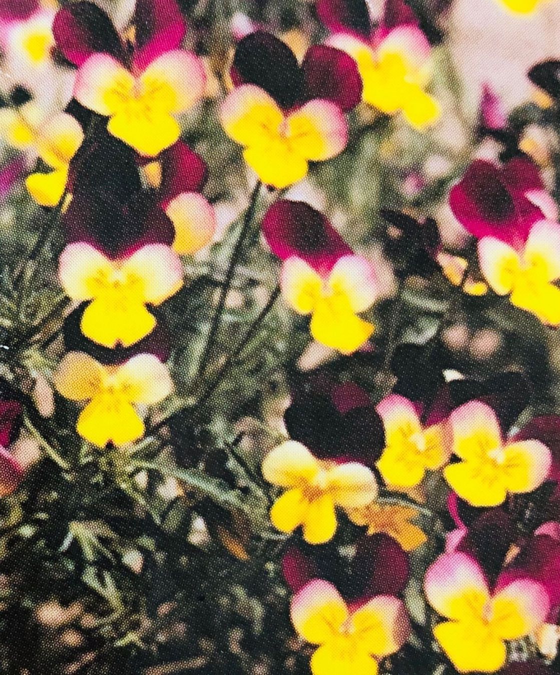 Piante & sementi: 50 SAMEN MIX FELD-STIEFMÜTTERCHEN WILD – Nuovo e nell'imballaggio originale da Rovio venduto da POSITIFFARTandPLANTS 3