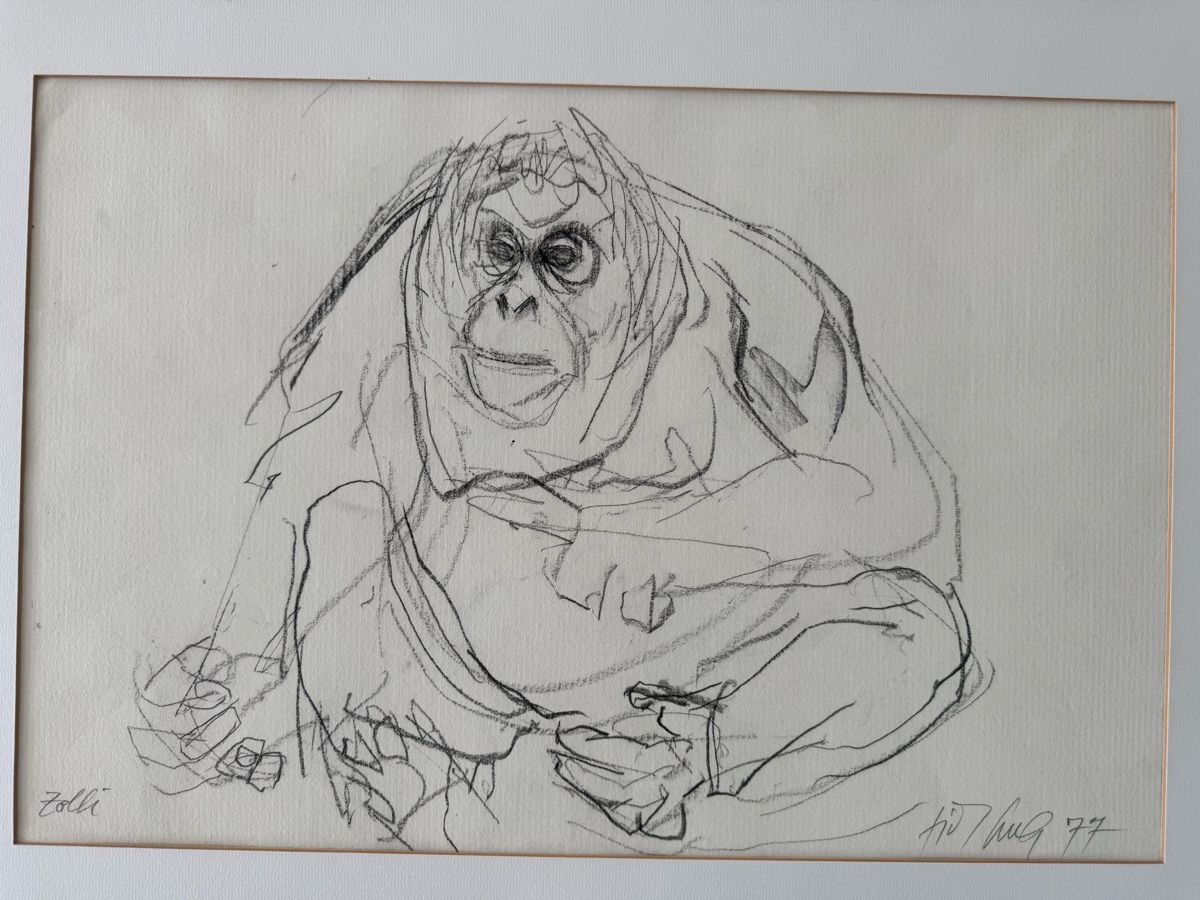 Foto & Immagini: Fritz Hug, Original, Bleistiftzeichnung, Gorilla – Usato da Safenwil venduto da Corahund 1